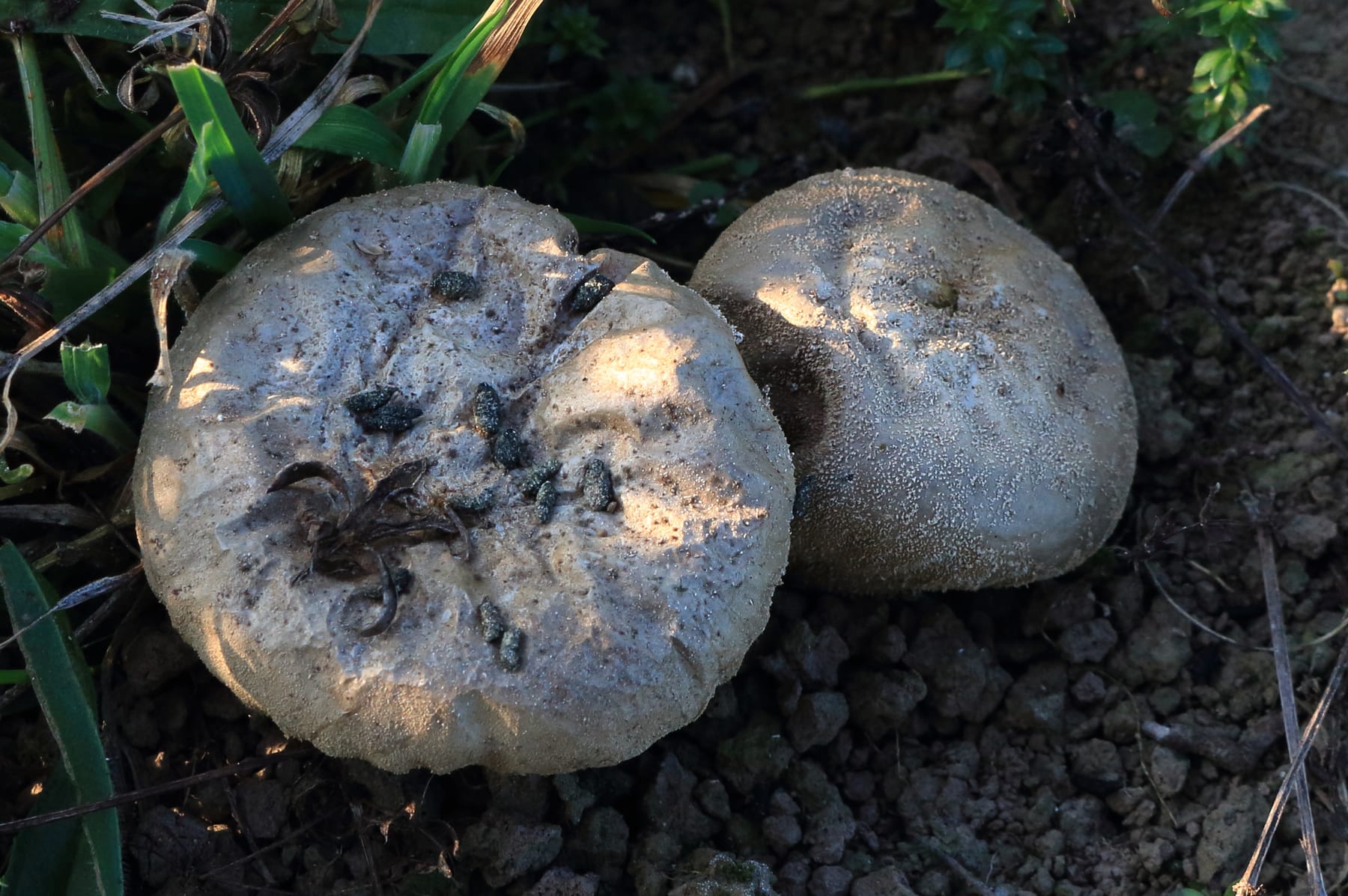 Purchawka fiolowata (Lycoperdon excipuliforme) — zdjęcie 1 z 4
