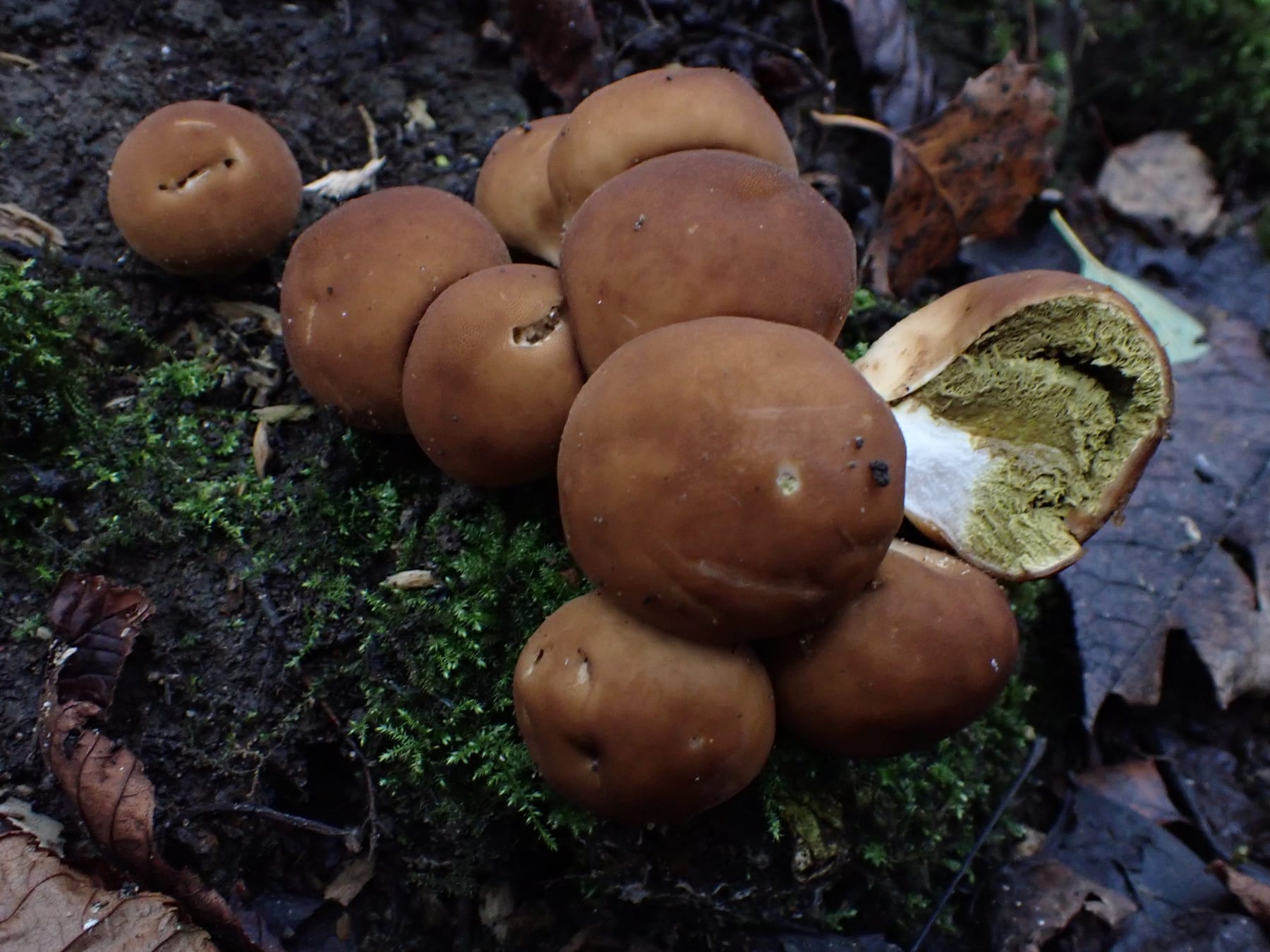 Purchawka gruszkowata (Lycoperdon pyriforme)