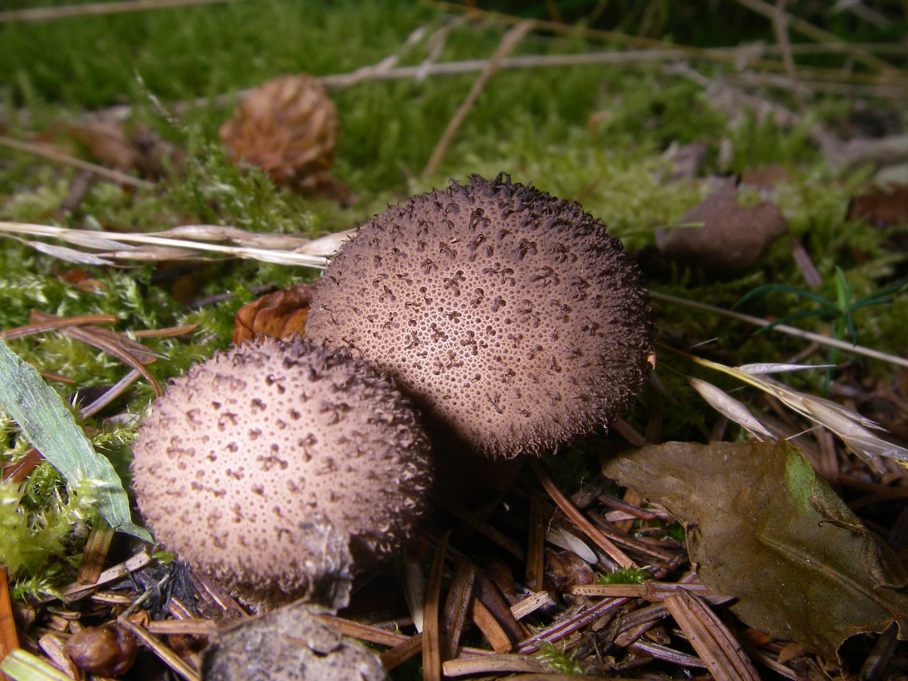 Purchawka jeżowata (Lycoperdon echinatum) — zdjęcie 1 z 4