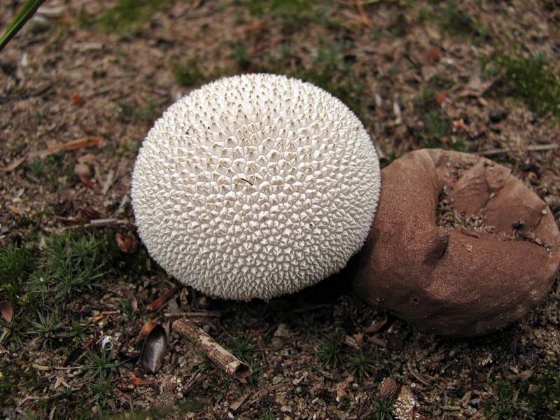 Purchawka łuszczejąca (Lycoperdon marginatum) — zdjęcie 1 z 4