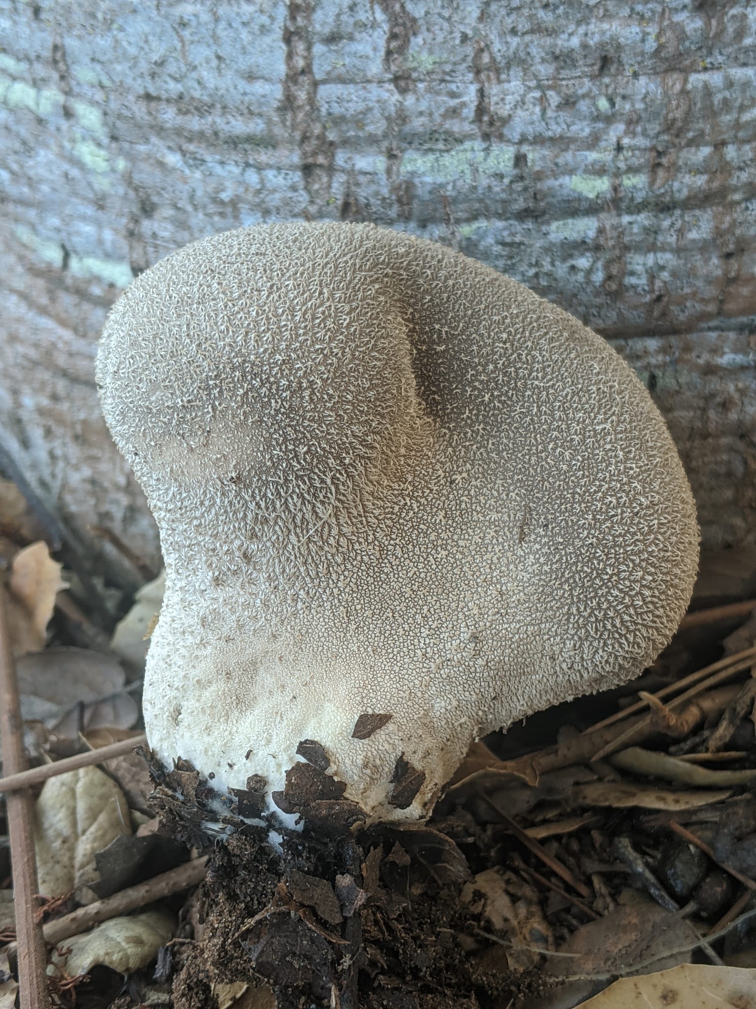 Purchawka miękka (Lycoperdon molle) — zdjęcie 1 z 4
