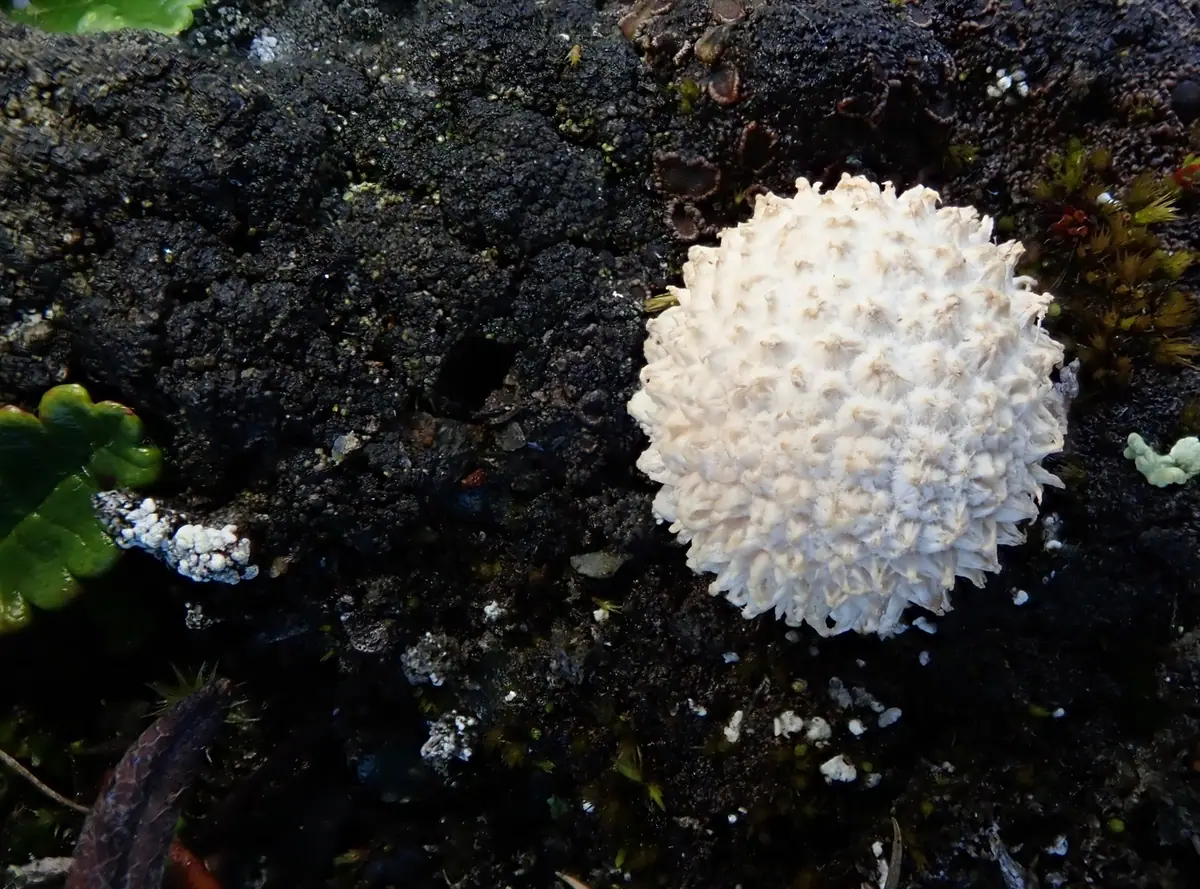 Purchawka norweska (Lycoperdon norvegicum) — zdjęcie 1 z 2