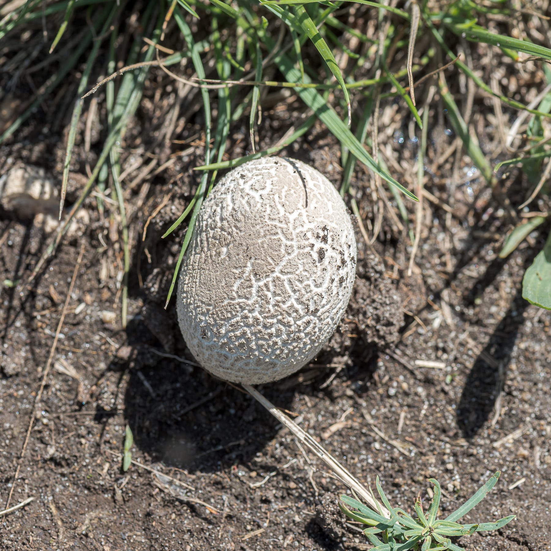 Purchawka oczkowata (Lycoperdon utriforme) — zdjęcie 1 z 4