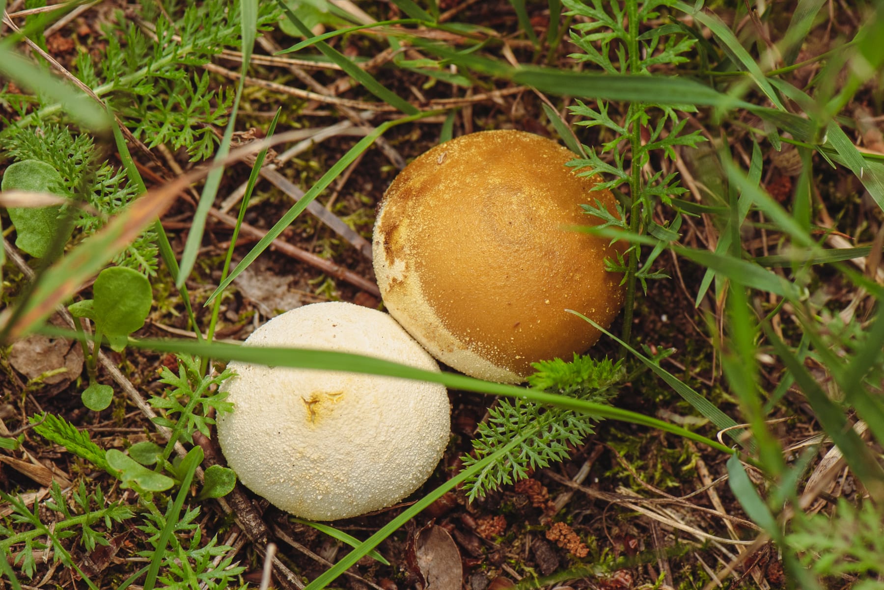 Purchawka spłaszczona (Lycoperdon pratense) — zdjęcie 1 z 4