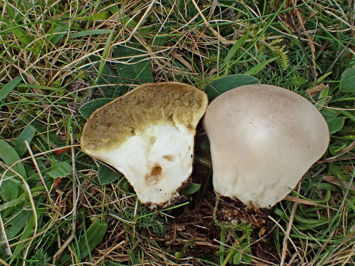 Purchawka wrzosowiskowa (Lycoperdon ericaeum) — zdjęcie 1 z 4