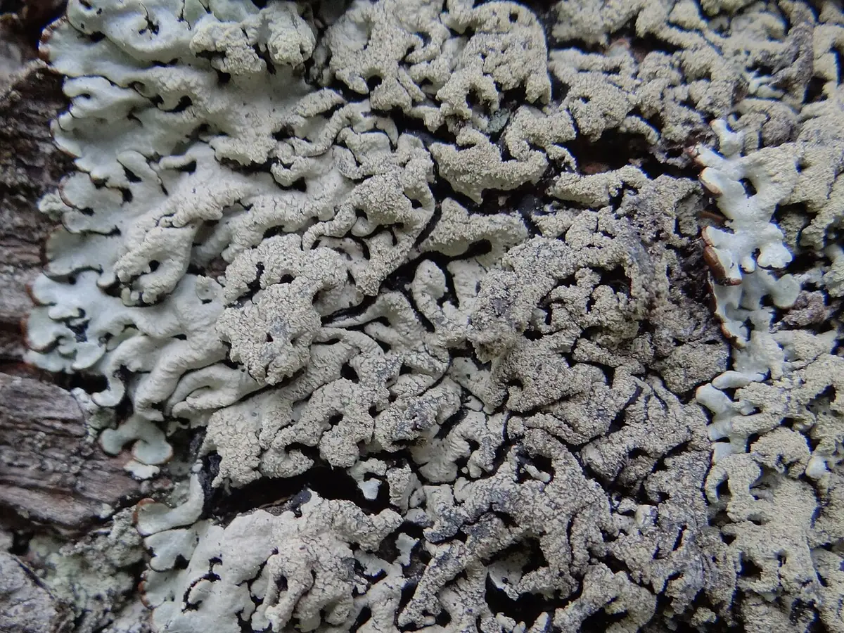 Pustułka oprószona (Hypogymnia farinacea) — zdjęcie 1 z 4
