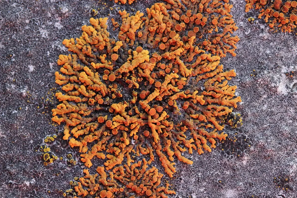 Pysznorost wspaniały (Rusavskia elegans) — zdjęcie 1 z 4