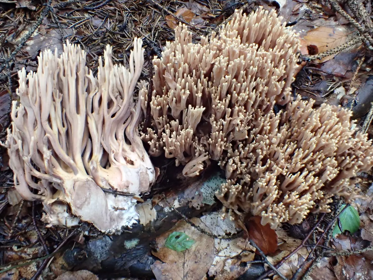 Ramaria bataillei — zdjęcie 1 z 2