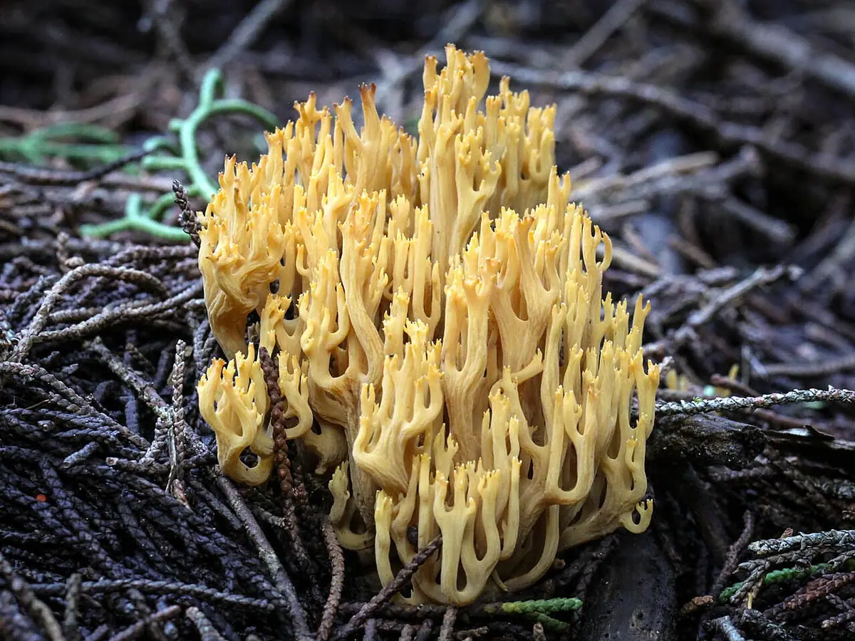 Ramaria myceliosa — zdjęcie 1 z 4