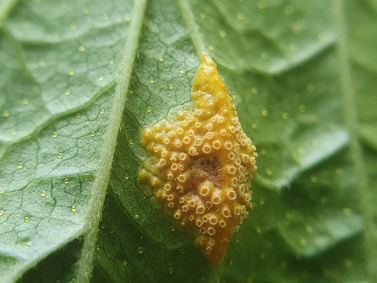 Rdza turzycowa (Puccinia caricina) — zdjęcie 1 z 4