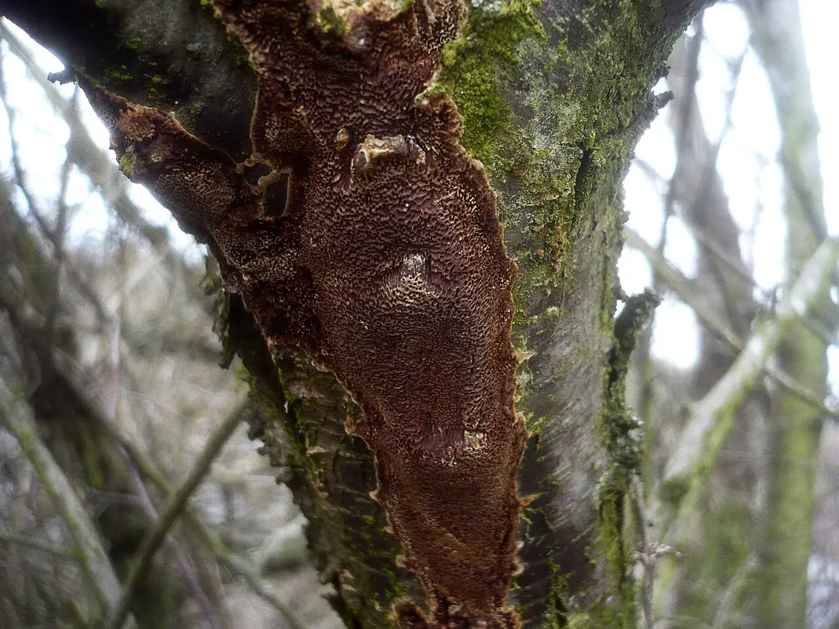 Rdzawoporka gąbczasta (Fuscoporia contigua) — zdjęcie 1 z 4