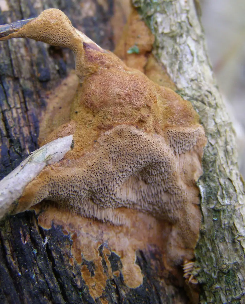 Rdzawoporka żelazista (Fuscoporia ferrea) — zdjęcie 1 z 4