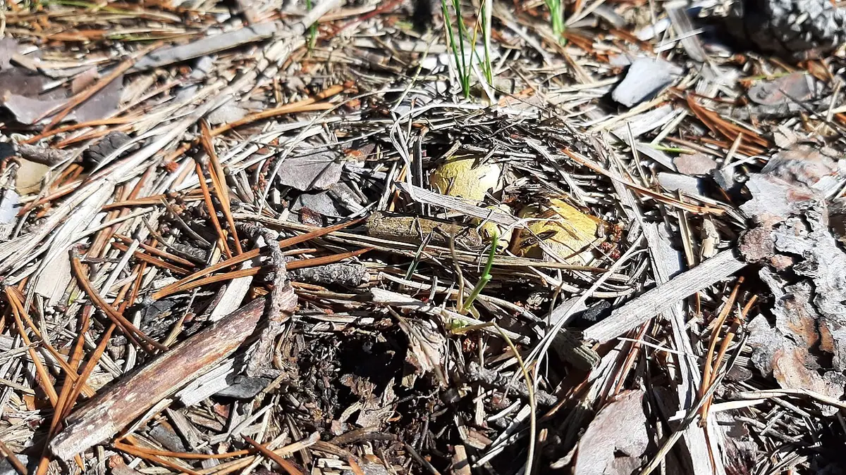 Rhizopogon luteolus — zdjęcie 1 z 4