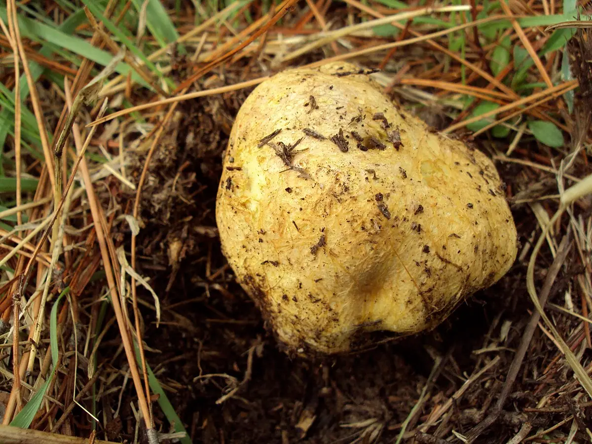Rhizopogon occidentalis — zdjęcie 1 z 4