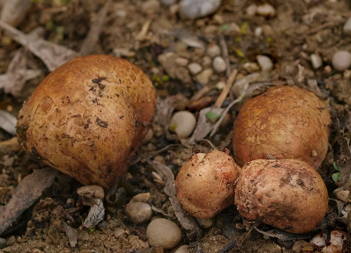 Rhizopogon roseolus — zdjęcie 1 z 4
