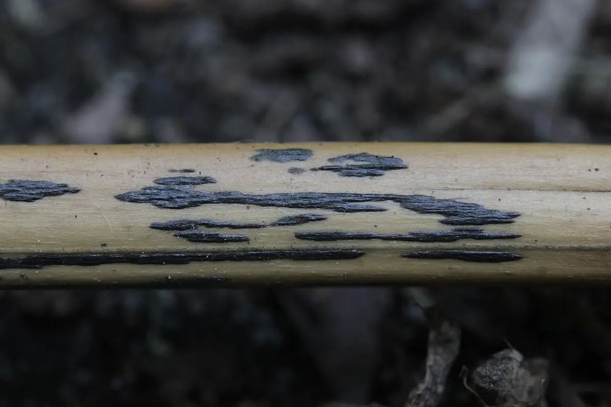 Rhophographus (Rhopographus filicinus) — zdjęcie 1 z 4
