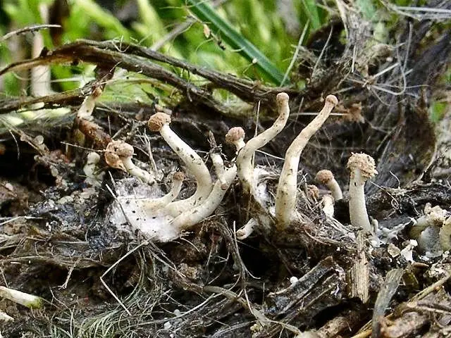 Rogowniczka ptasia (Onygena corvina) — zdjęcie 1 z 4