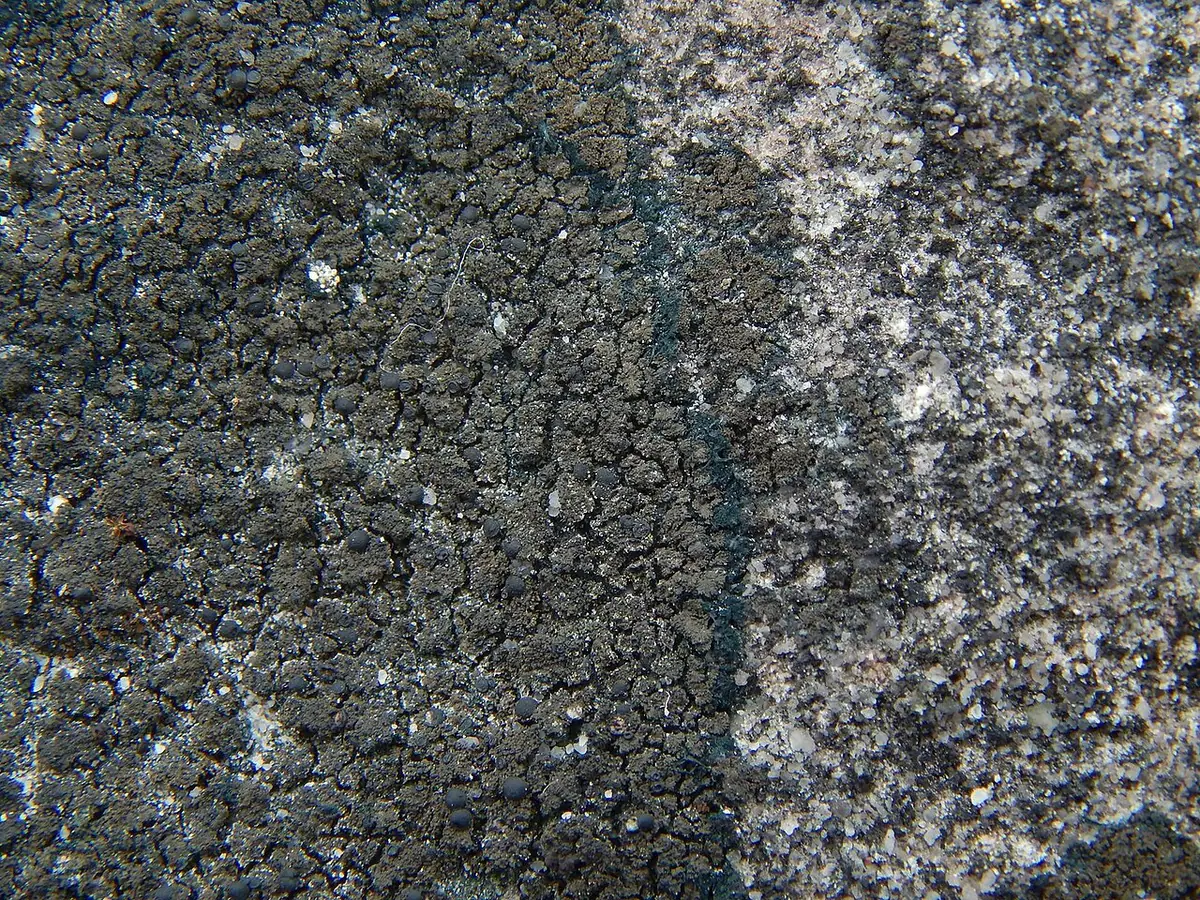 Rozłożyk czarny (Placynthium nigrum) — zdjęcie 1 z 4