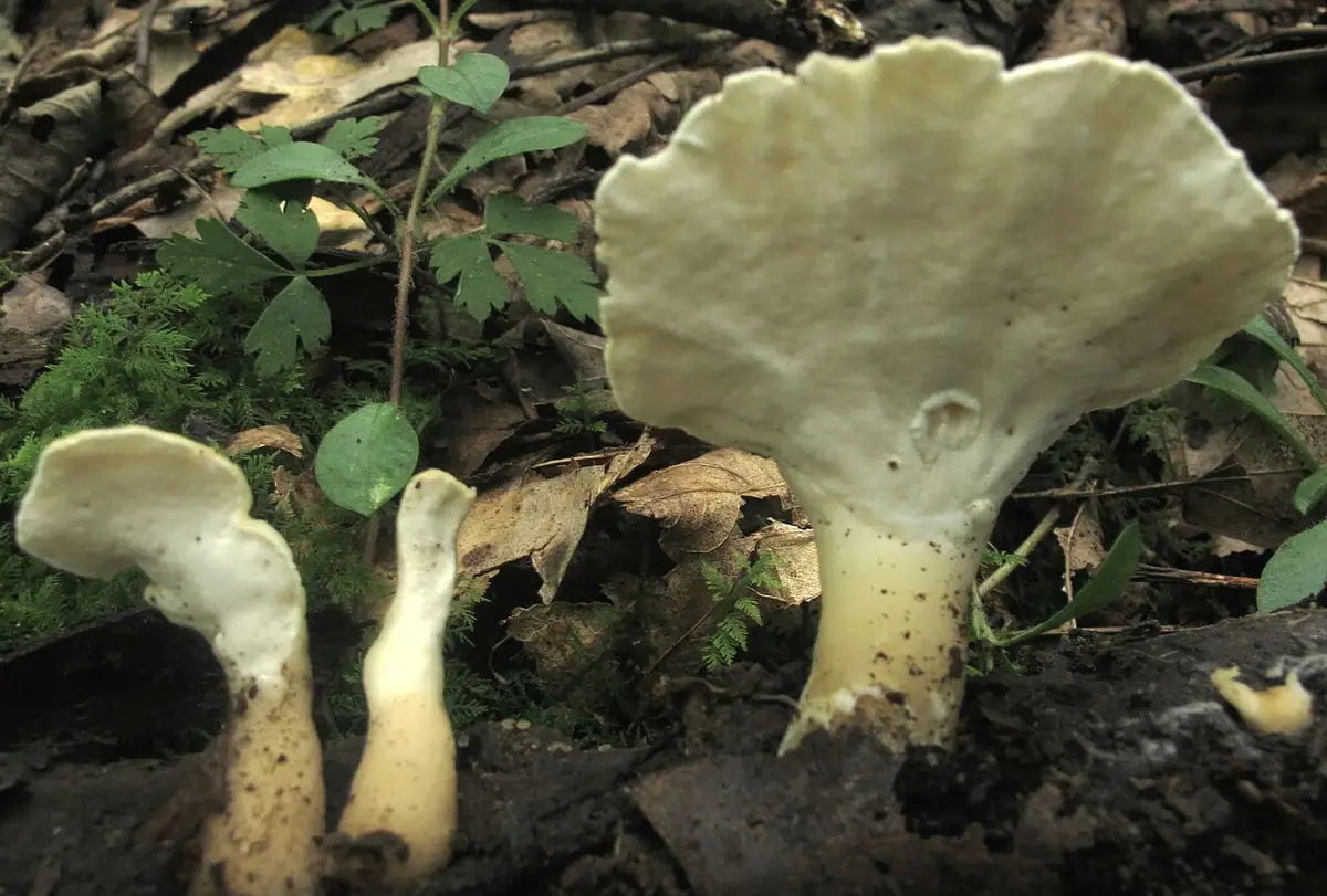 Różnoporek drobnopory (Loweomyces fractipes) — zdjęcie 1 z 4