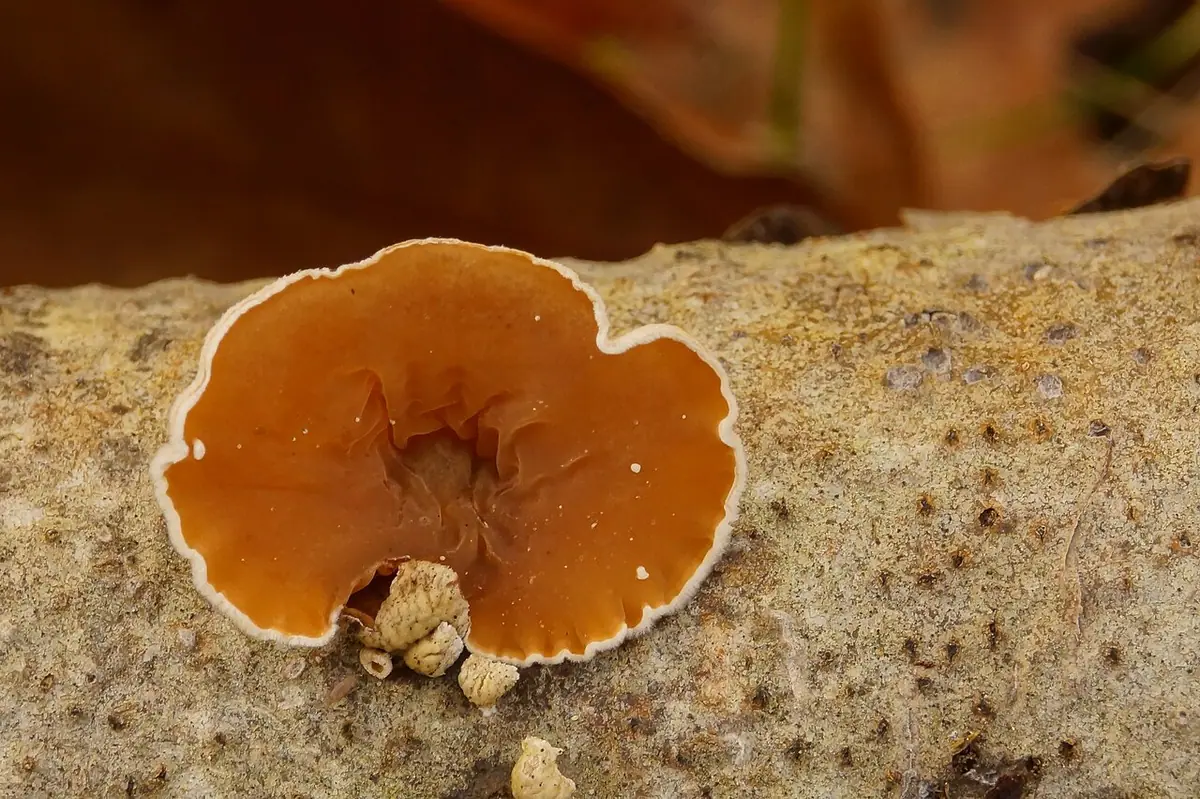 Rozszczepka kloszowa (Schizophyllum amplum) — zdjęcie 1 z 4