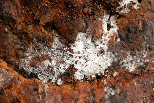 Rozwiernik północny (Tubulicrinis borealis)