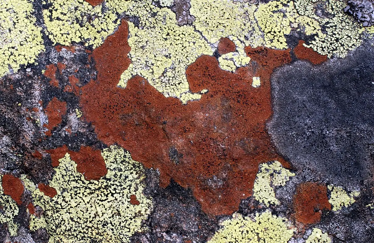 Rudziec czarny (Tremolecia atrata) — zdjęcie 1 z 4