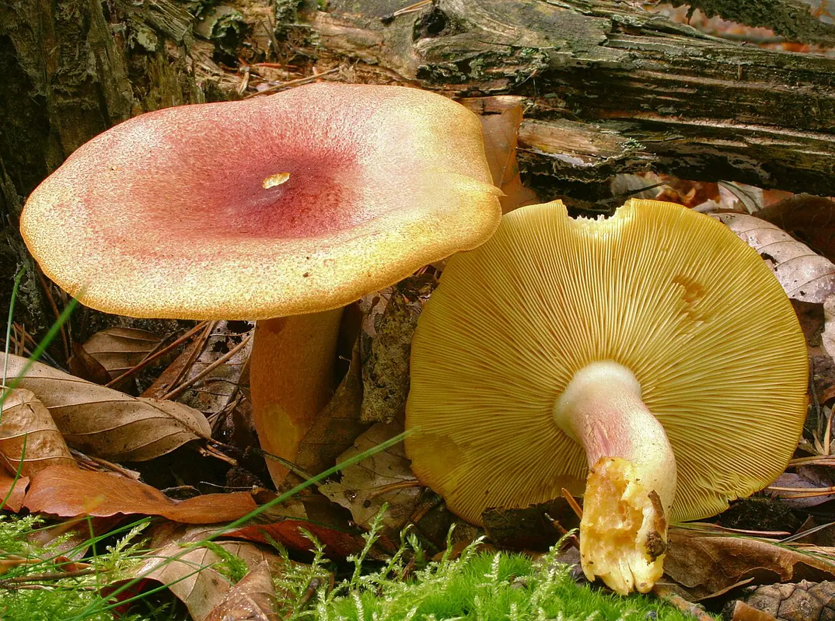 Rycerzyk czerwonozłoty (Tricholomopsis rutilans) — zdjęcie 1 z 4