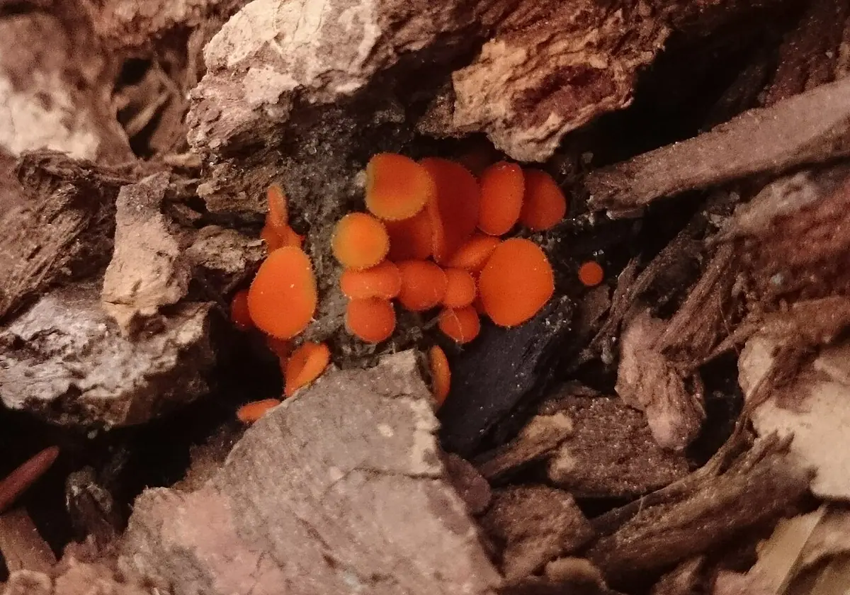 Rzęsek skąporzęsy (Scutellinia crucipila) — zdjęcie 1 z 3
