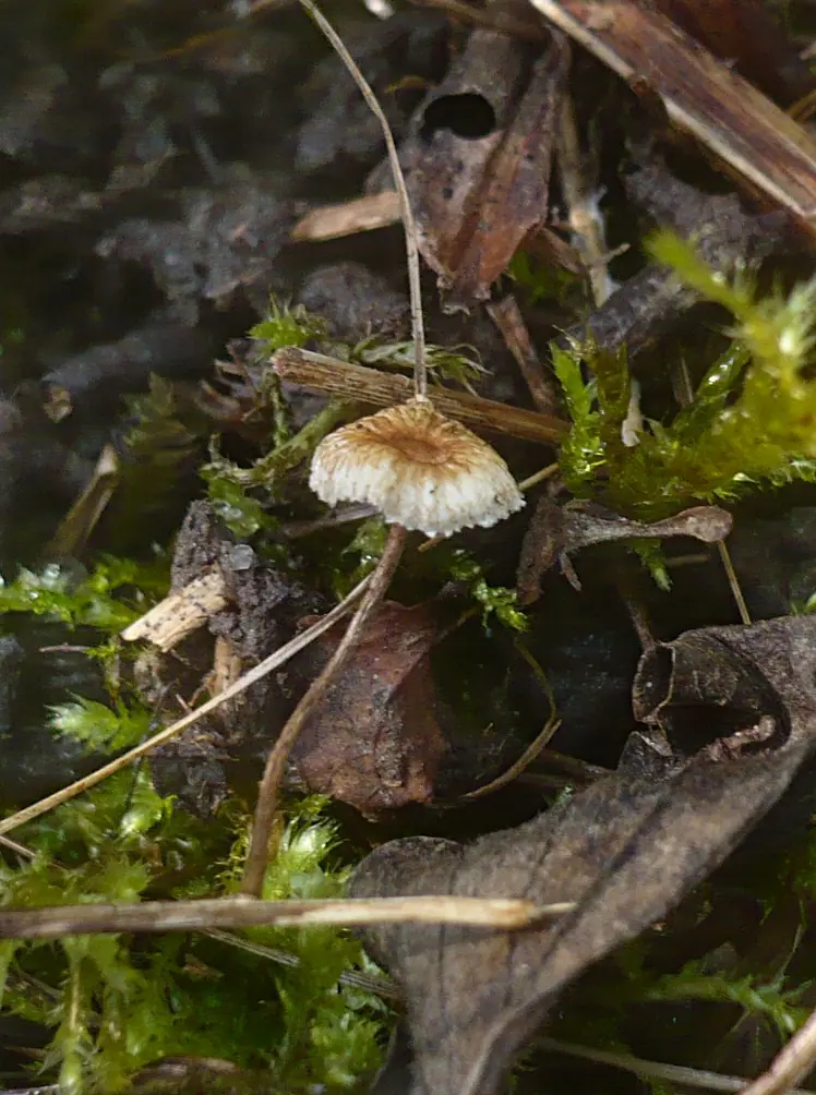 Rzęsostopek źdźbłowy (Crinipellis scabella) — zdjęcie 1 z 4