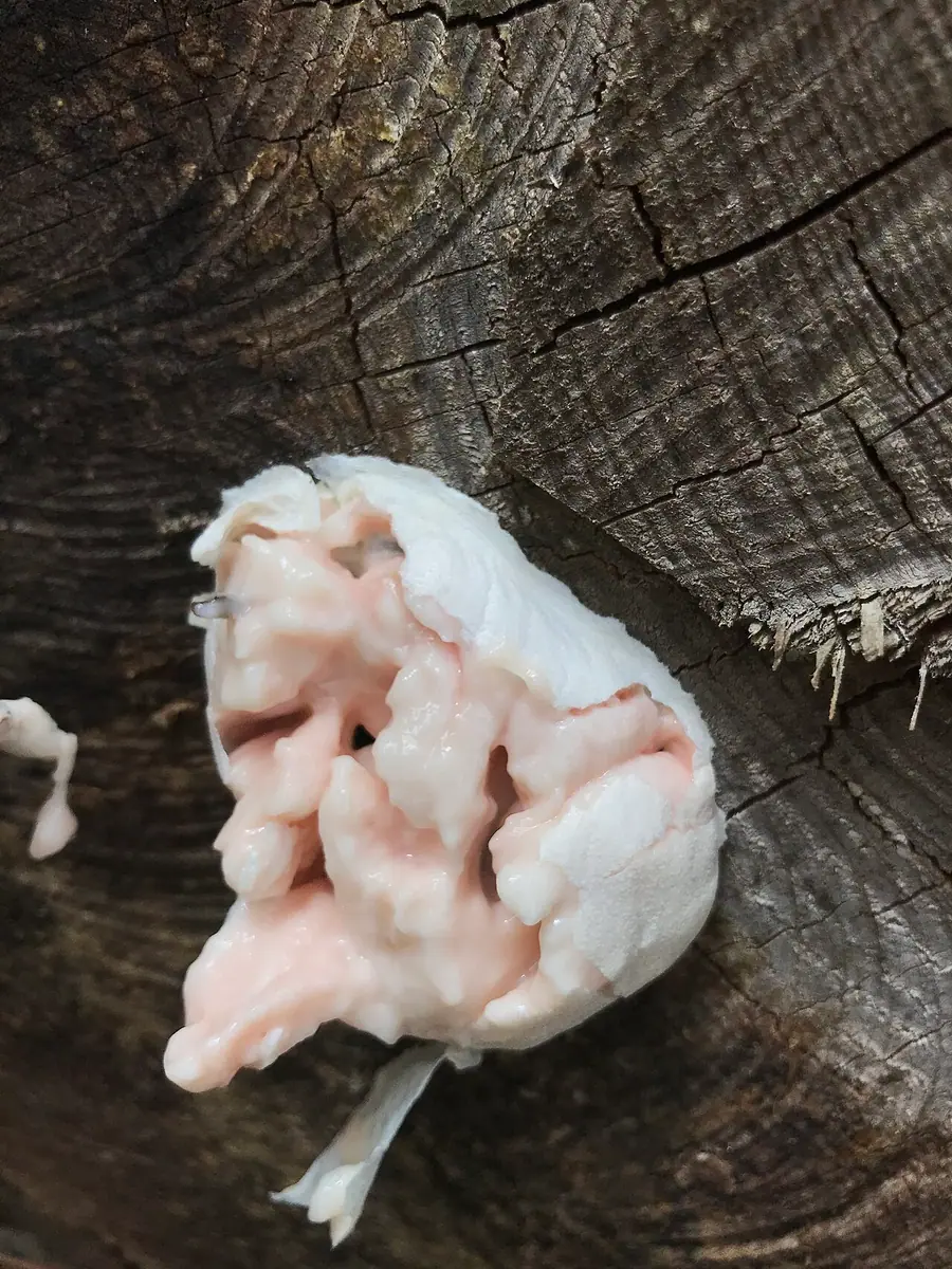 Samotek zmienny (Reticularia lycoperdon) — zdjęcie 1 z 4