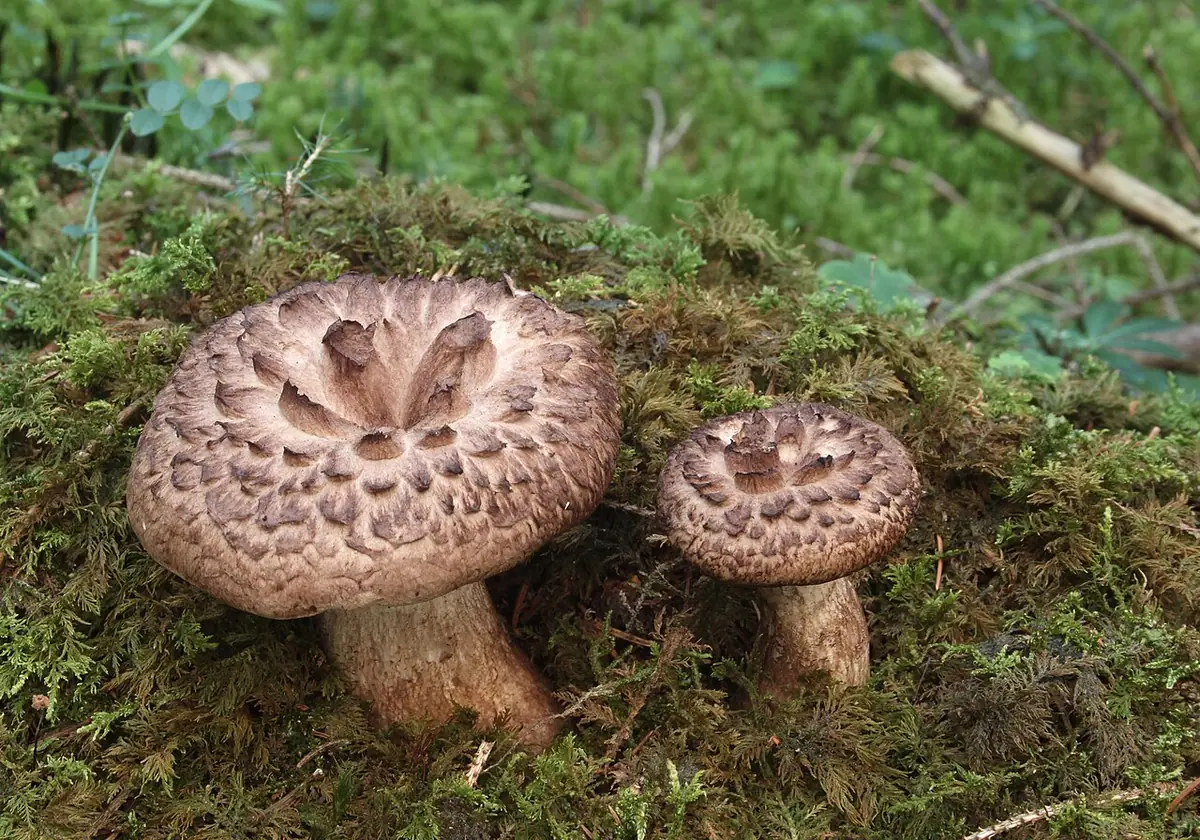 Sarniak dachówkowaty (Sarcodon imbricatus)