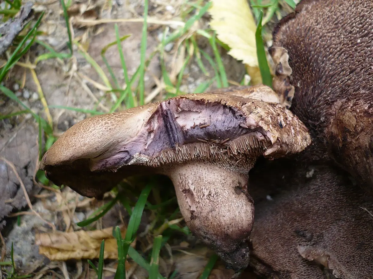 Sarniak fiołkowy (Sarcodon joeides)