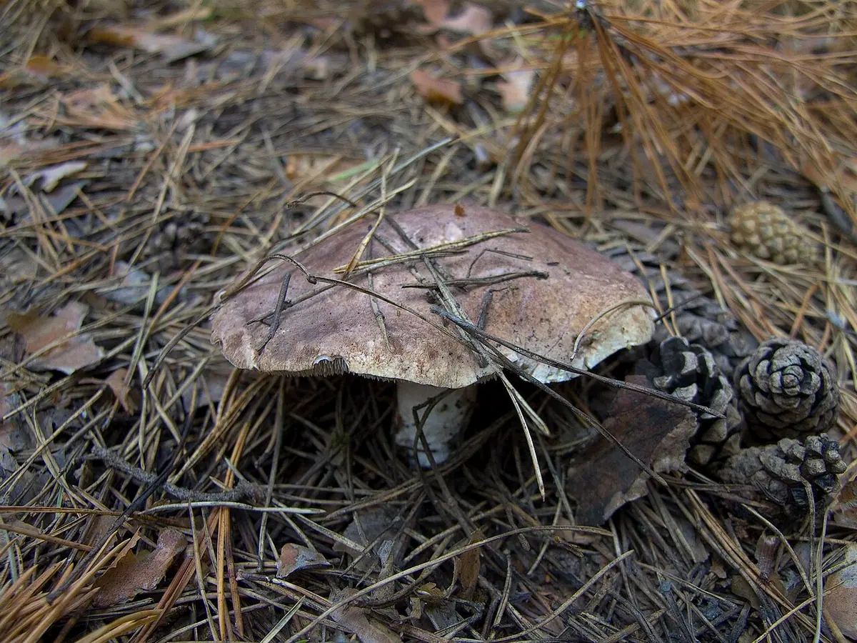 Sarniak jasnonogi (Sarcodon leucopus)