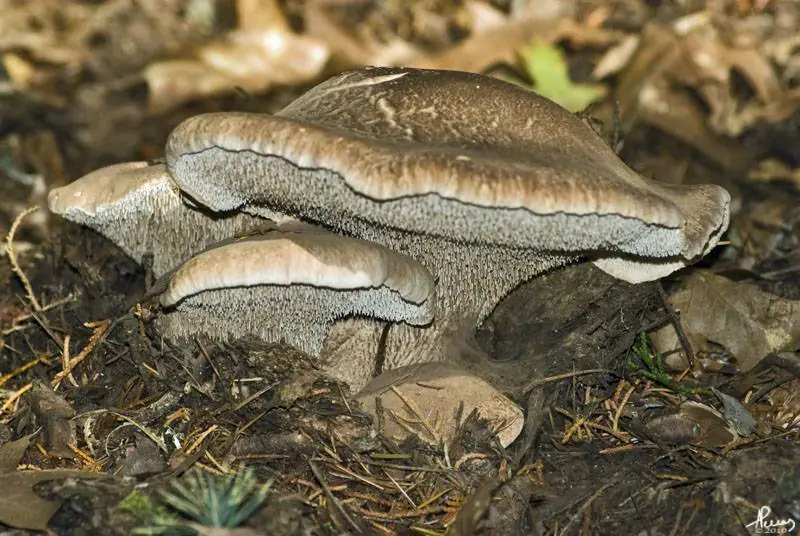 Sarniak sinostopy (Sarcodon glaucopus)