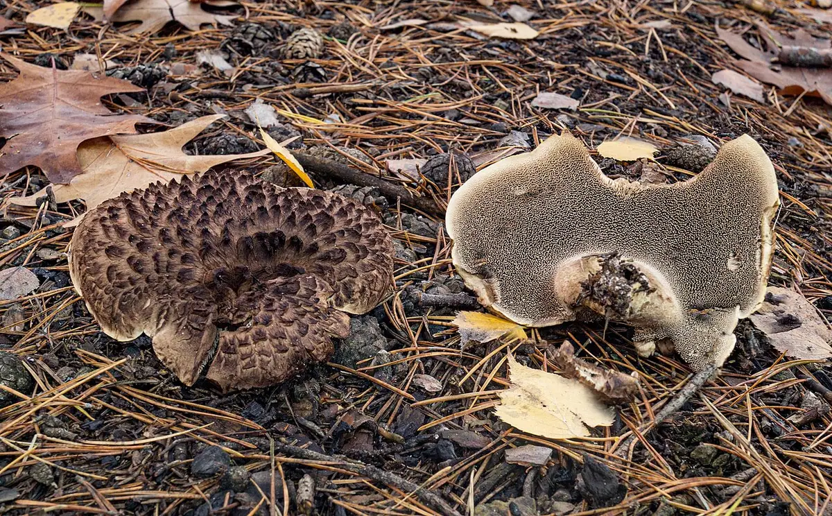 Sarniak sosnowy (Sarcodon squamosus) — zdjęcie 1 z 4