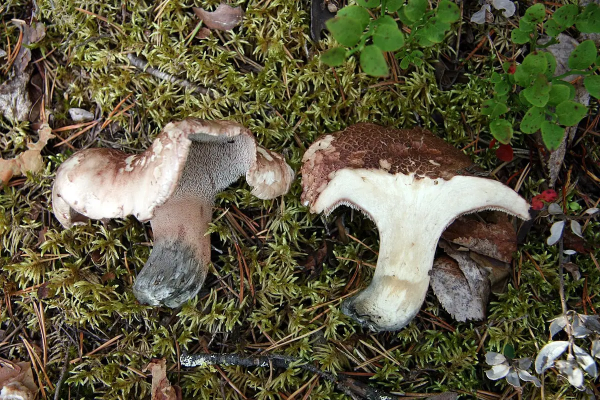 Sarniak szorstki (Sarcodon scabrosus) — zdjęcie 1 z 4
