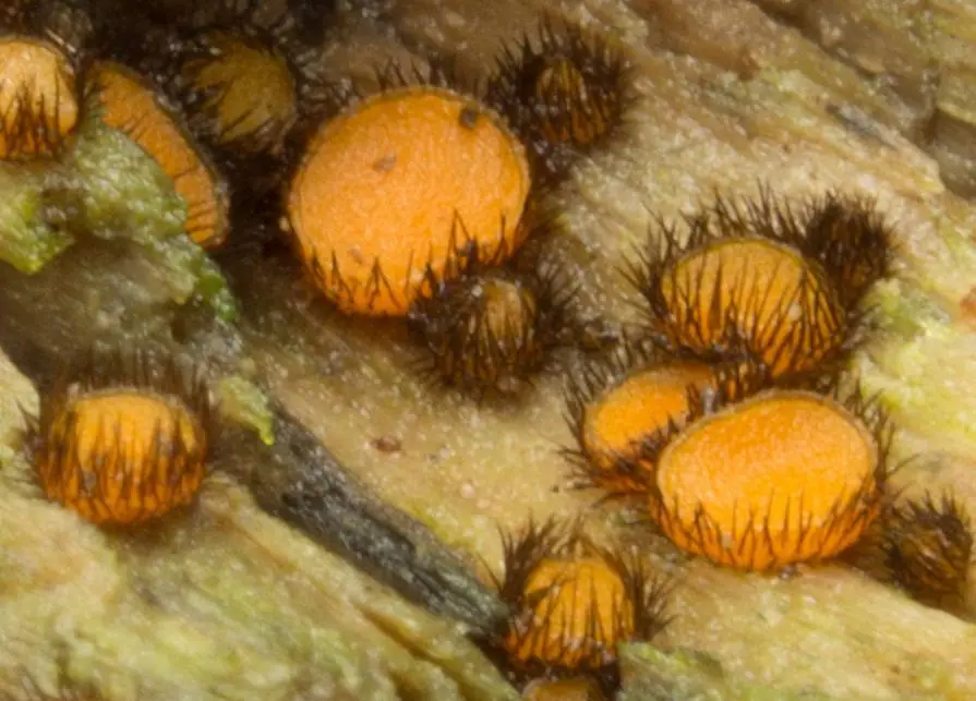 Scutellinia setosa — zdjęcie 1 z 4