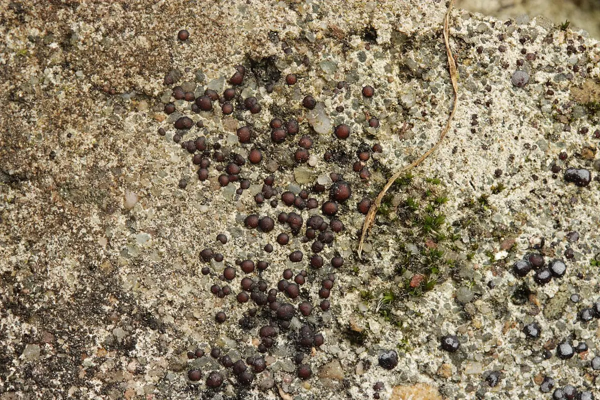 Setniczka zwyczajna (Sarcogyne regularis) — zdjęcie 1 z 4