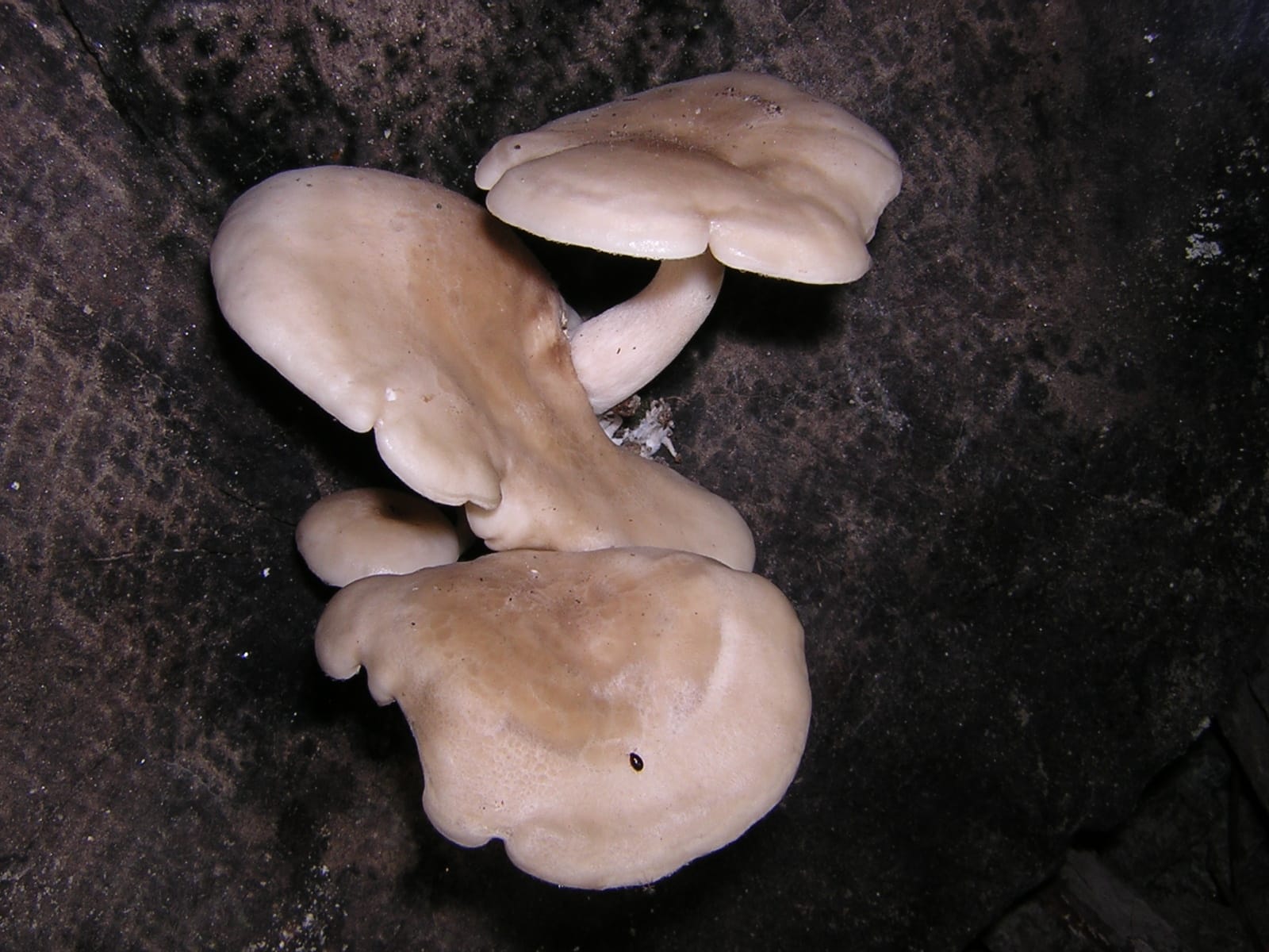 Shimeji (Hypsizygus tessulatus) — zdjęcie 1 z 4