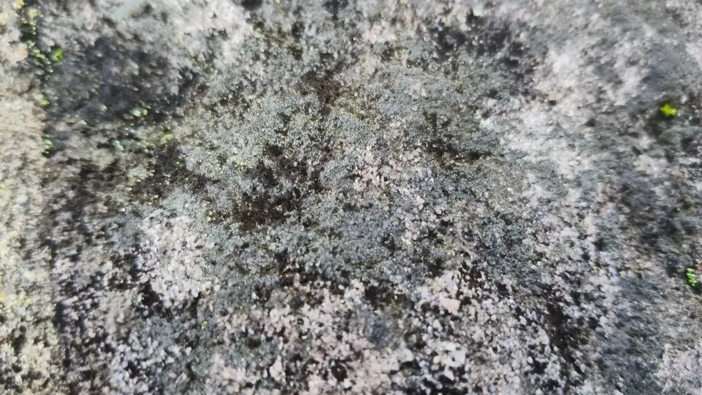 Siarczynka laurera (Thelocarpon laureri) — zdjęcie 1 z 2