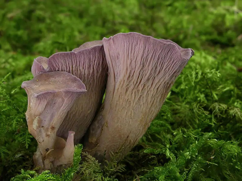 Siatkoblaszek maczugowaty (Gomphus clavatus) — zdjęcie 1 z 4