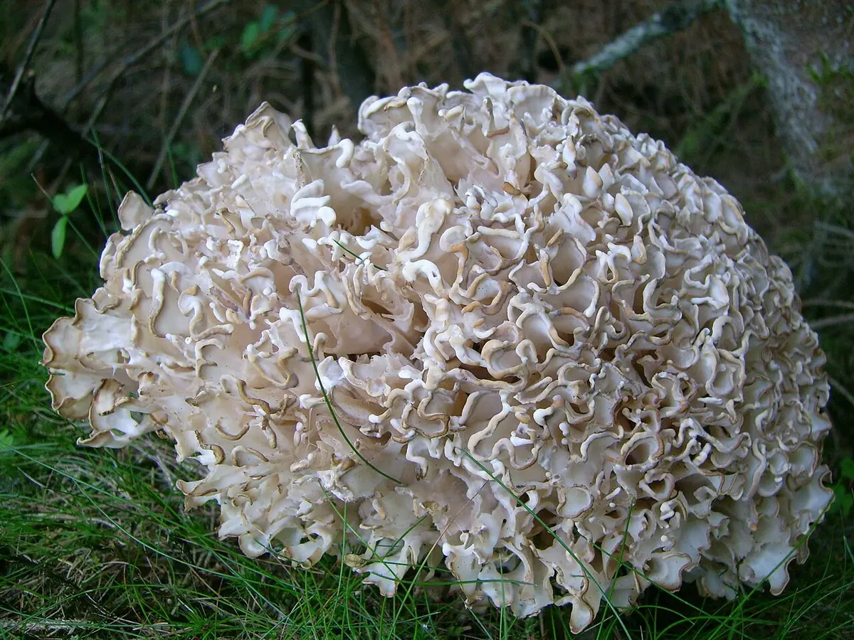 Siedzuń dębowy (Sparassis brevipes) — zdjęcie 1 z 3