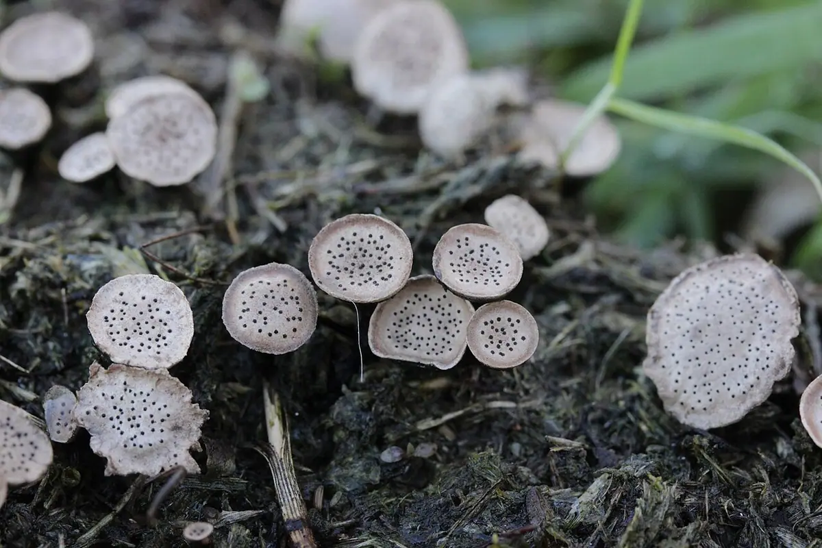 Sitniczek punktowany (Poronia punctata) — zdjęcie 1 z 4