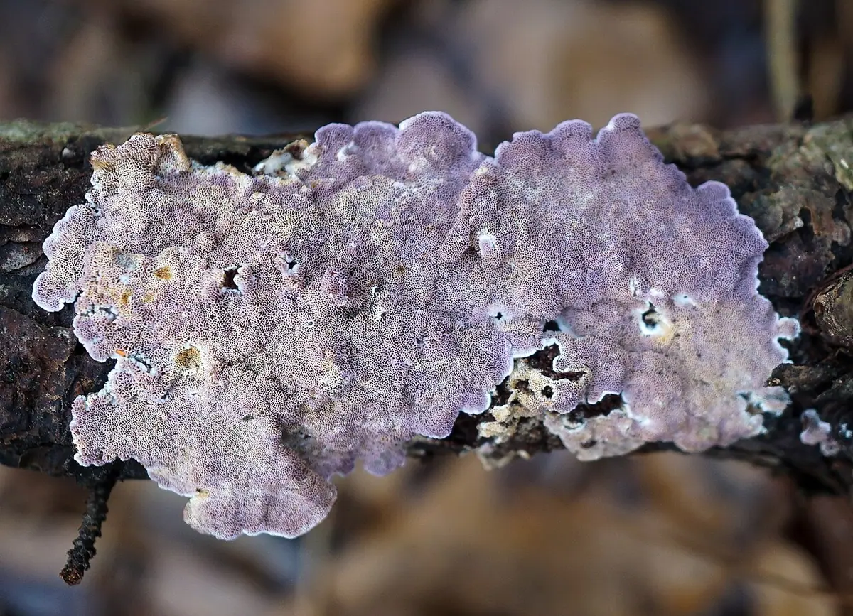 Skeletocutis lilacina — zdjęcie 1 z 4