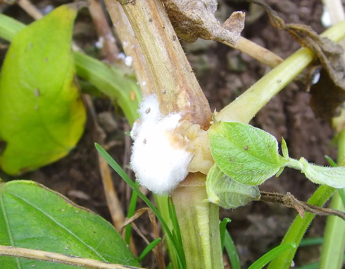 Sklerotka ziarnopłonowa (Sclerotinia ficariae) — zdjęcie 1 z 4
