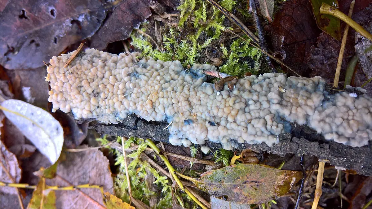 Skórkotrzęsak ochrowy (Eichleriella leucophaea)