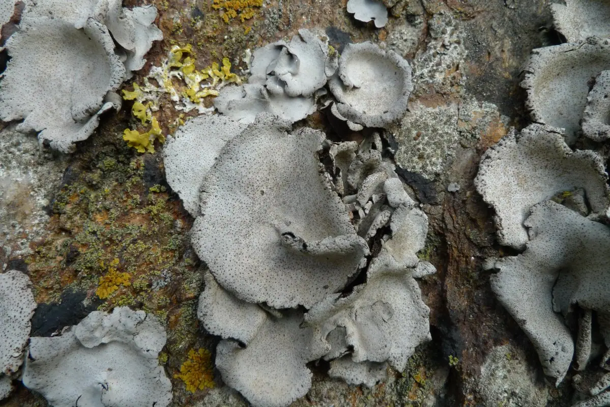 Skórnica czerwonawa (Dermatocarpon miniatum) — zdjęcie 1 z 4