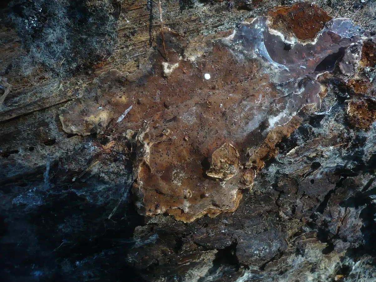 Skórniczek świerkowy (Amylostereum areolatum) — zdjęcie 1 z 4
