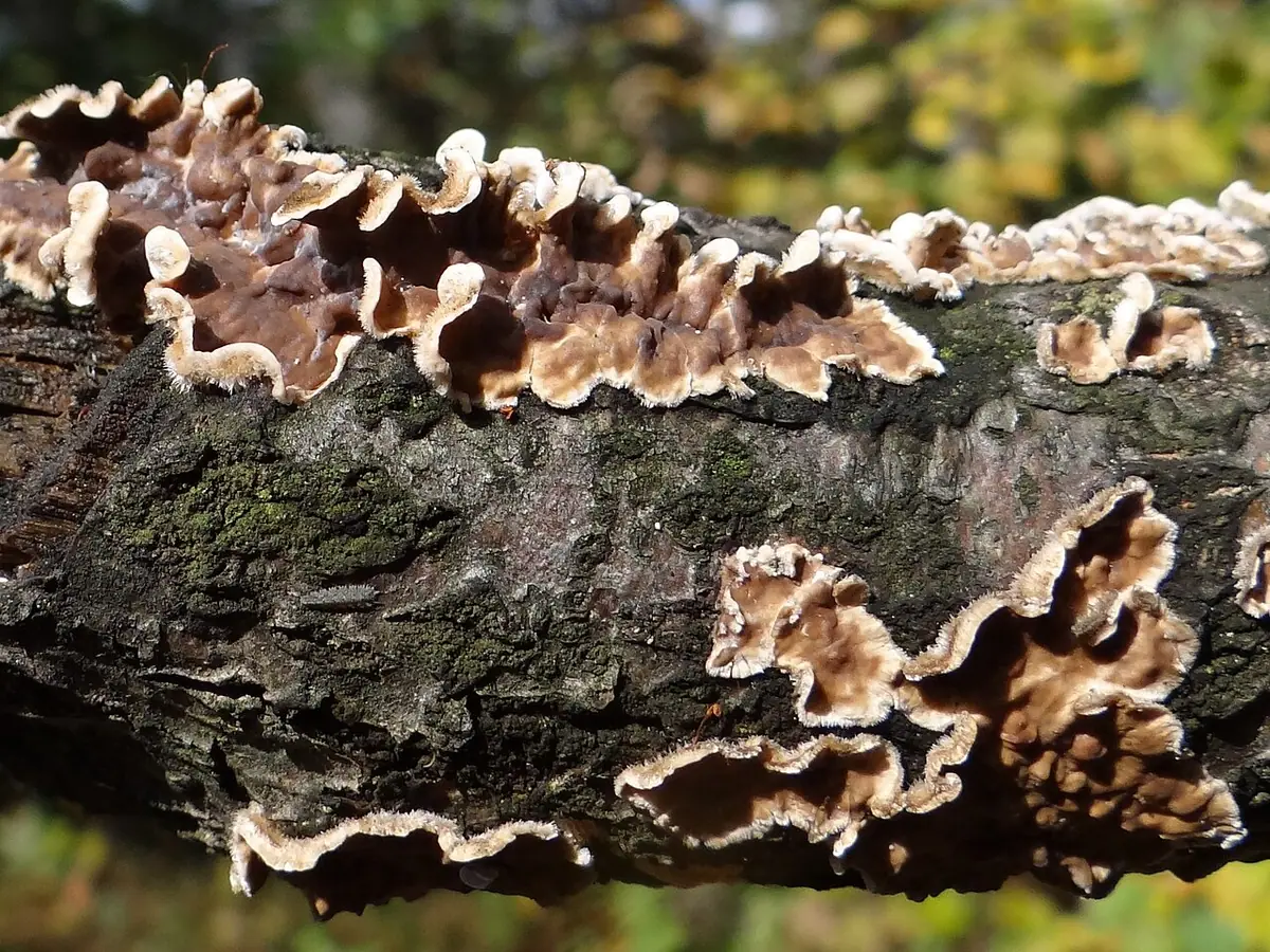 Skórnik dębowy (Stereum gausapatum) — zdjęcie 1 z 4
