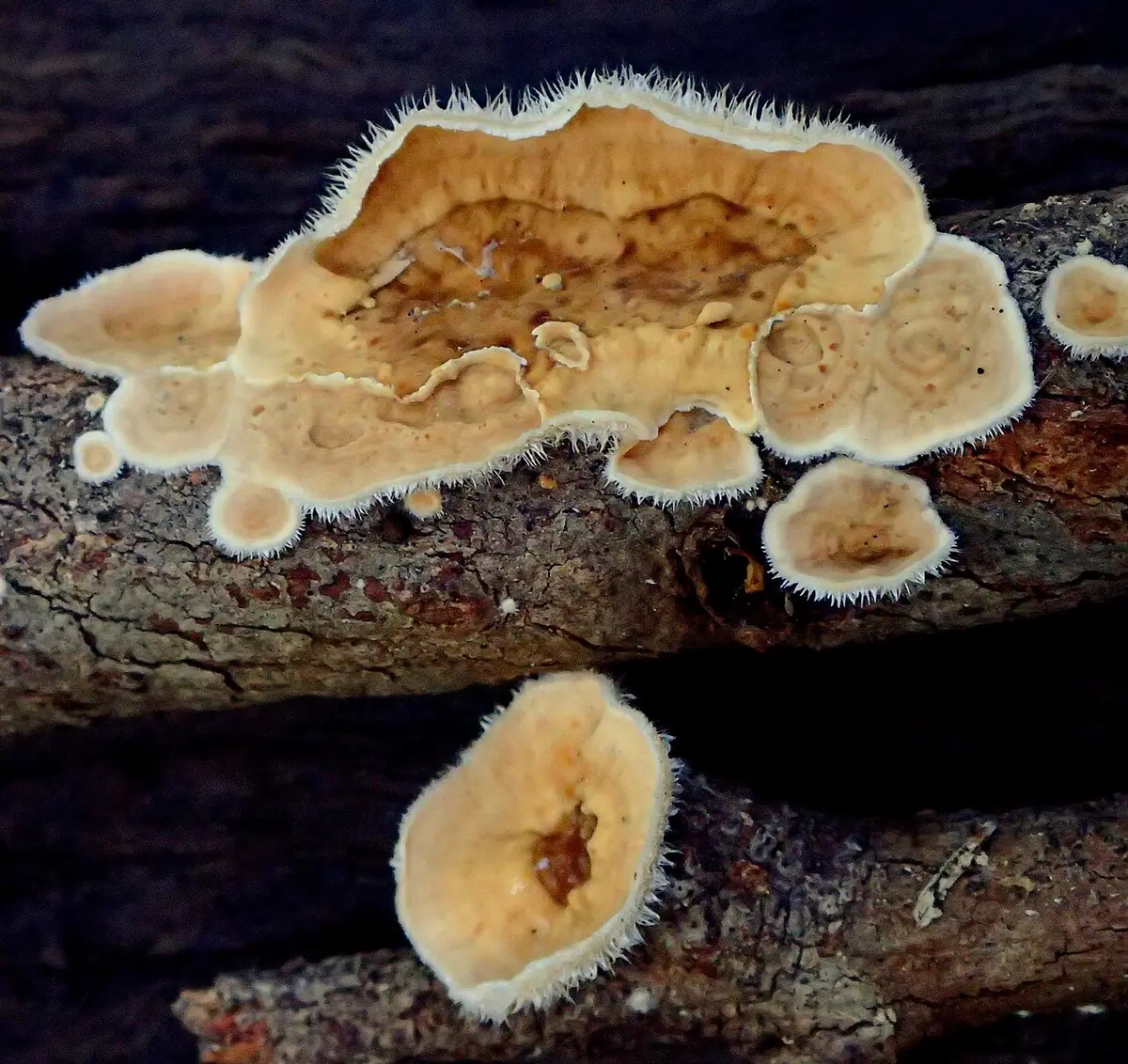 Skórnik gałązkowy (Stereum ochraceoflavum) — zdjęcie 1 z 4